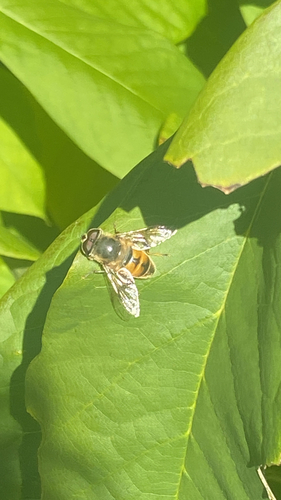 Unknown species found near E Alumni Ave, Kingston, RI, US