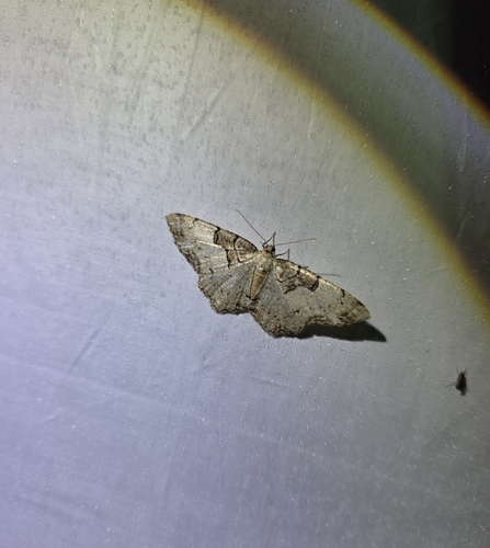 Ramobia mediodivisa