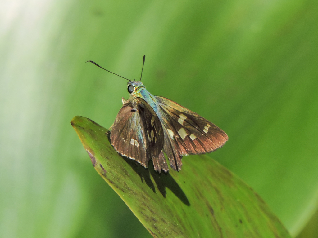 Half-tailed Skipper