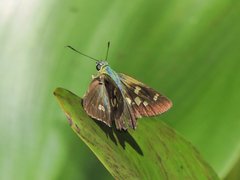 Niconiades incomptus