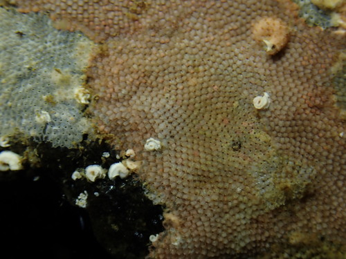 Representative image of Microporidae