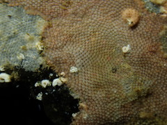 Micropora