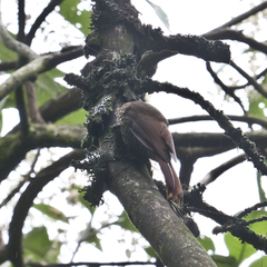 Lepidocolaptes affinis