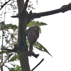 Lepidocolaptes affinis