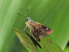 Niconiades incomptus