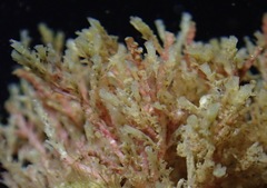 Crisulipora