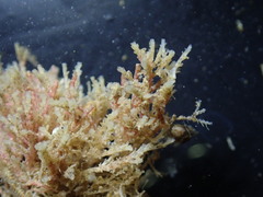 Crisulipora