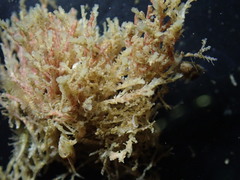 Crisulipora
