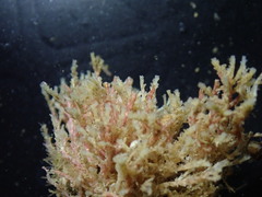 Crisulipora