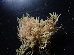 Crisulipora