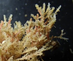 Crisulipora