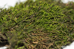 Hygroamblystegium humile