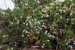 Jasminum angulare