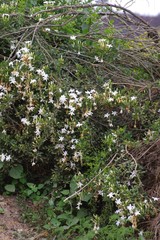 Jasminum angulare