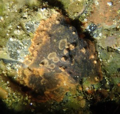 Antropora tincta