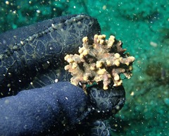 Antropora tincta