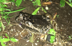 Dark Green Toad photo 4