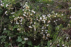 Jasminum angulare