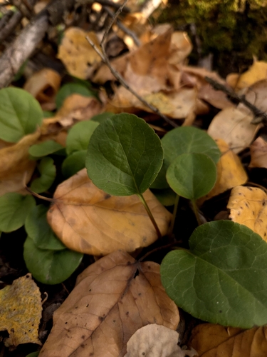 bog wintergreen