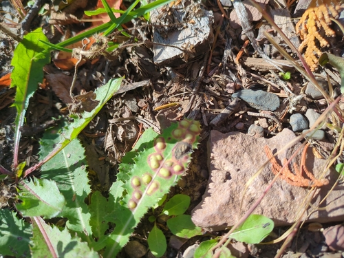 Unknown species found near Cook County, US-MN, US