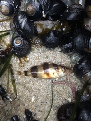 Sebastes rubrivinctus