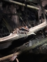 Pristimantis w-nigrum