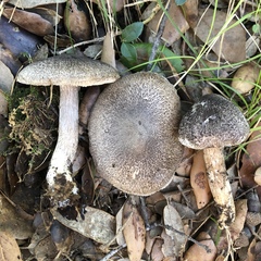Tricholoma squarrulosum