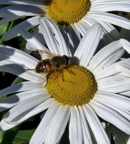 Unknown species found near Elmhurst, Providence, RI, USA