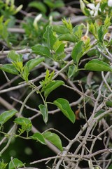 Jasminum angulare