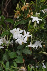 Jasminum angulare