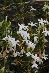 Jasminum angulare