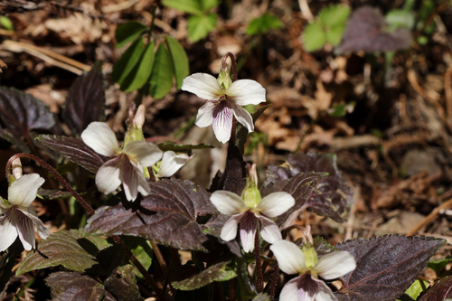 Chinese violet (Viola yezoensis)