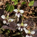 Viola yezoensis - Photo (c) ashitaka, algunos derechos reservados (CC BY-NC-SA)