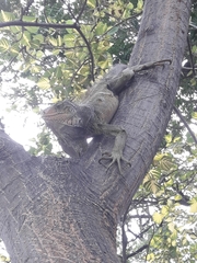Iguana iguana
