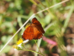 Ariadne ariadne alterna