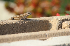 Sceloporus occidentalis