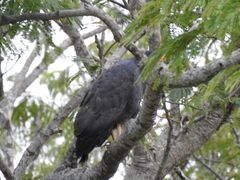 Buteogallus