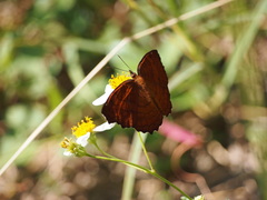 Ariadne ariadne alterna