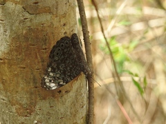 Hamadryas atlantis atlantis