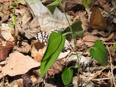 Hamadryas atlantis atlantis