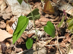 Hamadryas atlantis atlantis