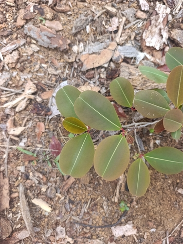 Erythroxylum platyclados observed 2025-10-08