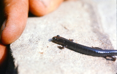 Plethodon nettingi