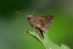 Cymaenes odilia
