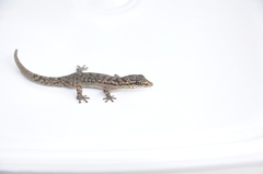 Phyllodactylus gorii