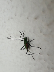 Chrysoprasis aurigena