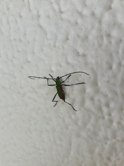 Chrysoprasis aurigena