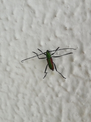 Chrysoprasis aurigena