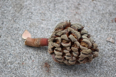 Magnolia grandiflora