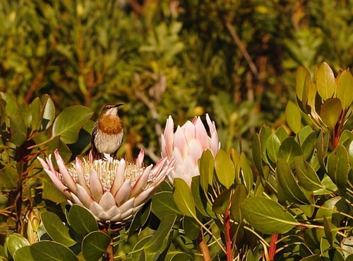 Mielero Abejaruco de Gurney (Promerops gurneyi)